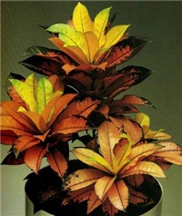 9a4fb4f5-Codiaeum variegatum.jpg